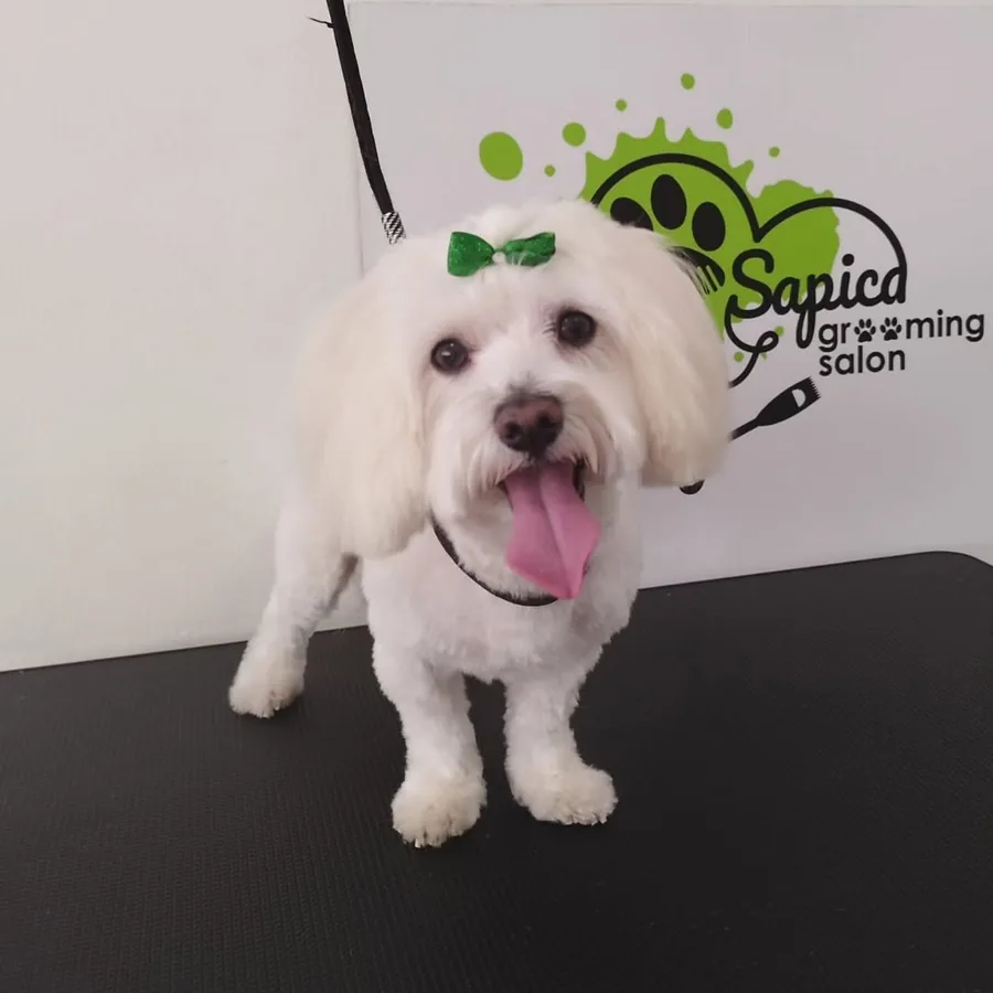 Isti pas uredno ošišan posle grooming tretmana